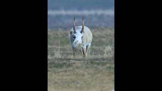 Nature's Most Bizarre Dating Ritual: The Saiga Antelope.  #wildlife #animals #shorts
