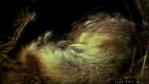 The ground squirrel going into hibernation...