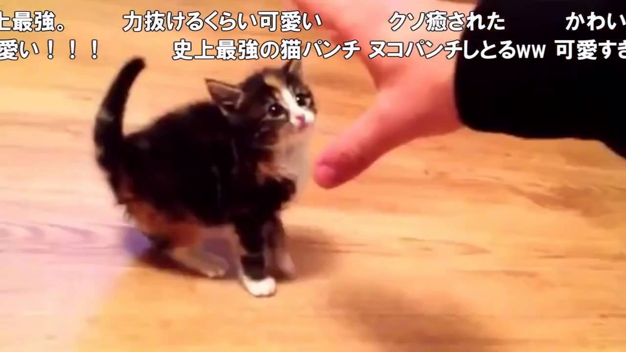 かわいい猫 史上最弱のネコパンチ Youtube
