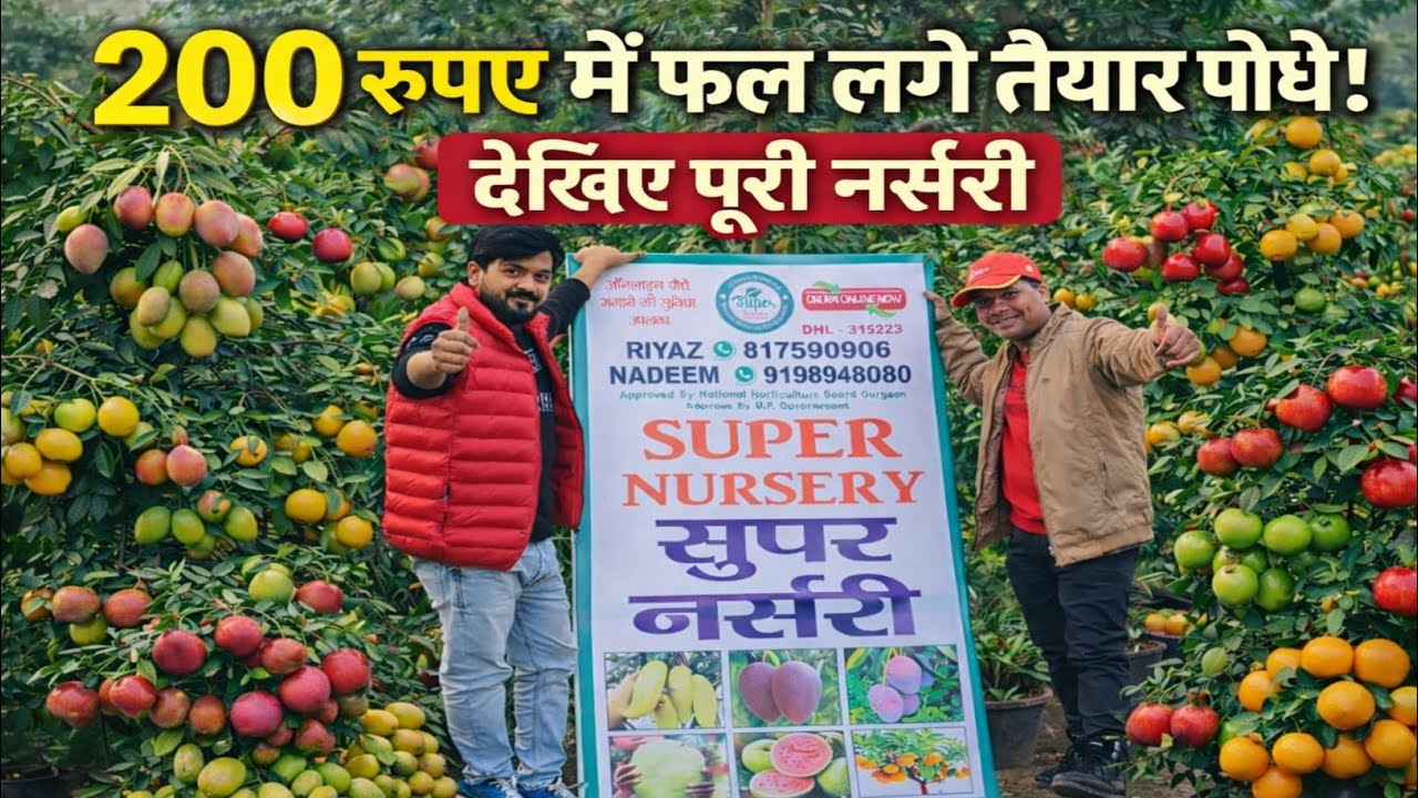 Lucknow Malihabad में सिर्फ ₹200 में फल लगे तैयार पौधे 🥭🌳 | Best Fruit Plants Nursery in Malihabad 