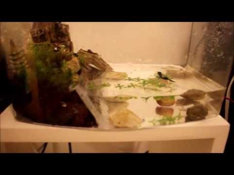 How To Setup a Semi Aquatic Newt Tank (efts)