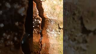 The Cracked Pot | A Short Moral Story #shorts