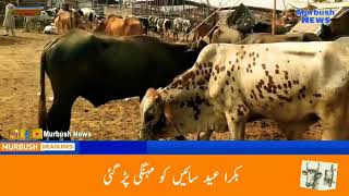 Bakra eid funny news