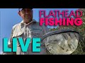 Flathead fishing best all time fresh bait  live demo