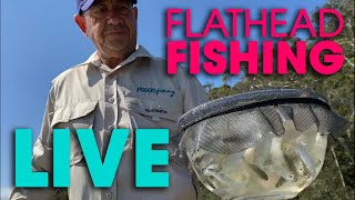 Flathead Fishing: BEST All Time Fresh Bait  LIVE Demo
