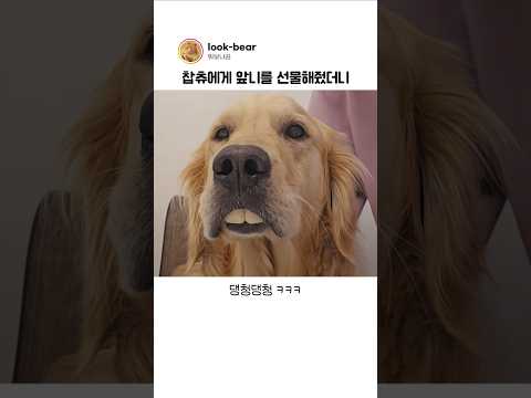댕댕이들 앞니가 크지 않은 이유 thumbnail