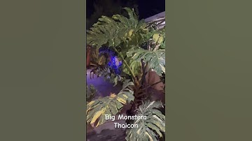 Thumbnail of SOLD BIG MONTHAI