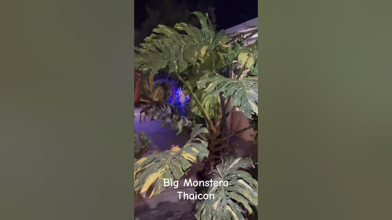 SOLD BIG MONTHAI