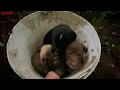 Yeni Yavrular  Bulduk | Ormandaki Köpeklere Yuva Yaptık | Yeni Canlar Atılmaya Devam Ediyor