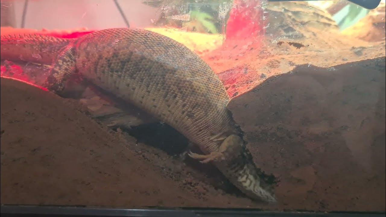 Aus monitor lizard ackie monitor still digging! I hope you enjoy! Thanks for watching