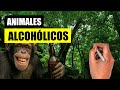 ¿Qué animales beben ALCOHOL en la naturaleza? 🐑🍺