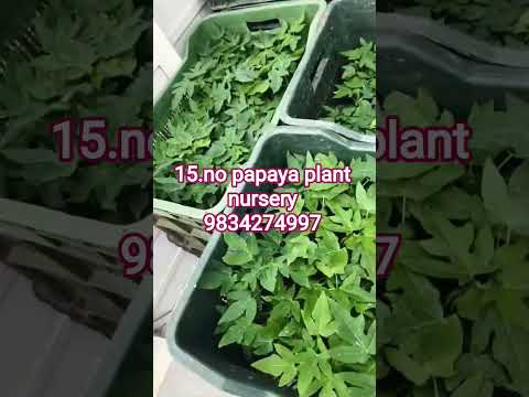 papaya #farming #viral