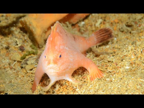 Discovery of a Pink Handfish