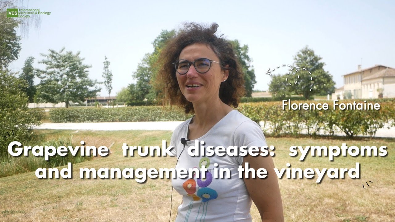 Interview Florence Fontaine: Grapevine trunk diseases in the vineyard