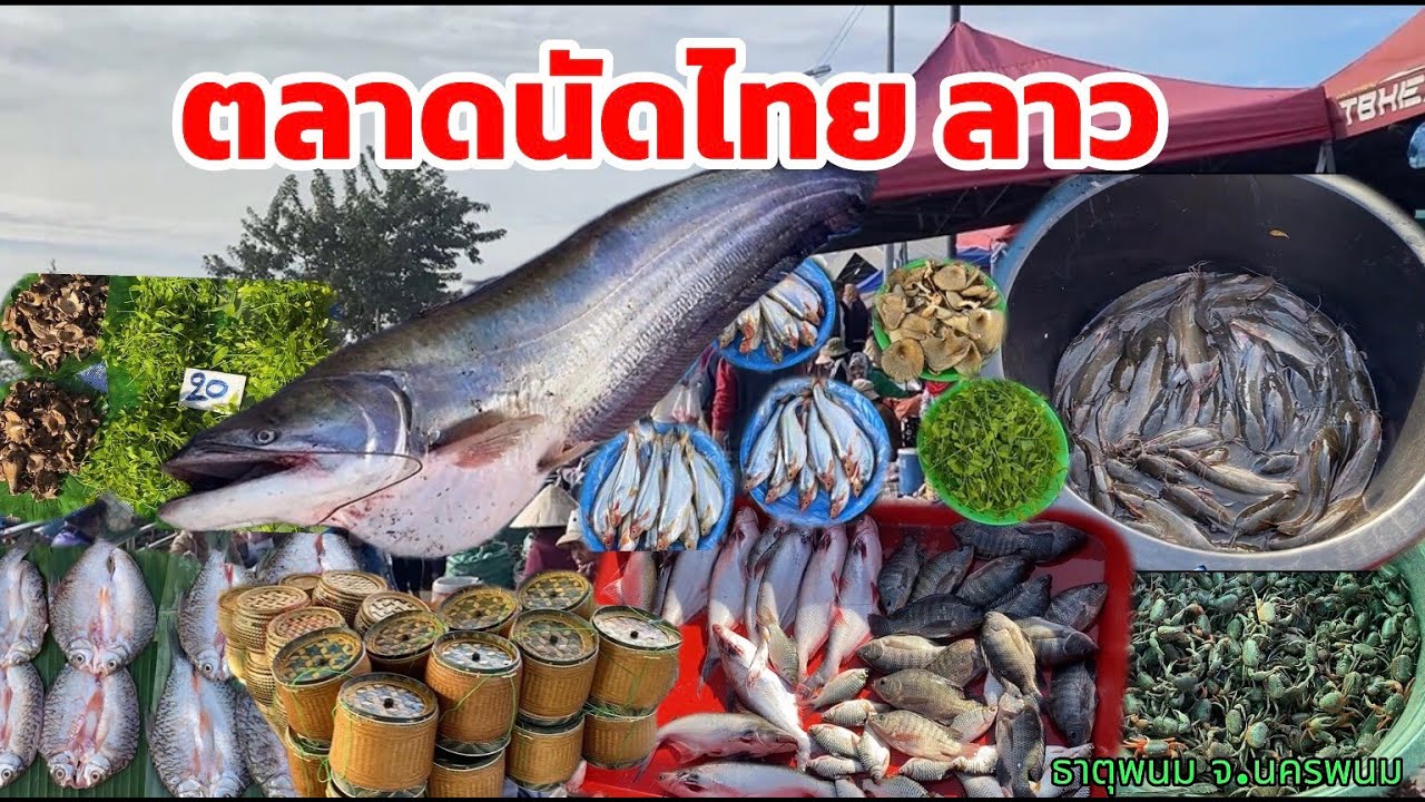 ตลาดนัดไทยลาว 20 พย 68 อาหารพื้นบ้าน อาหารตามฤดูกาล ของกินอีสานบ้านเฮา 