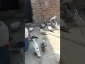all #pigeon #viral #trending #kabootar
