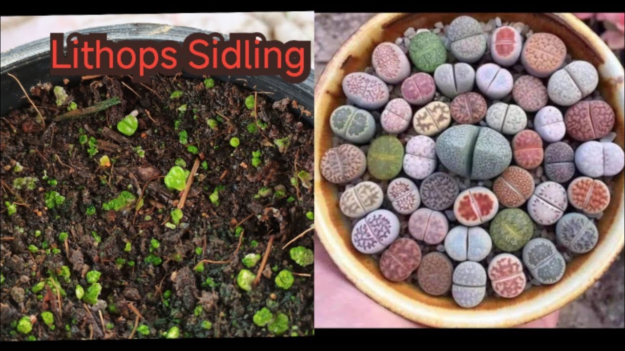How To Grow Lithops From Seeds लिथोप्स को बीज से कैसे उगाएं l मैने 20 ...
