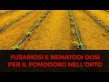 TRATTAMENTI Bio Malattie Radici del Pomodoro DOSI per l' Orto
