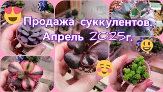 :    . - 2025.