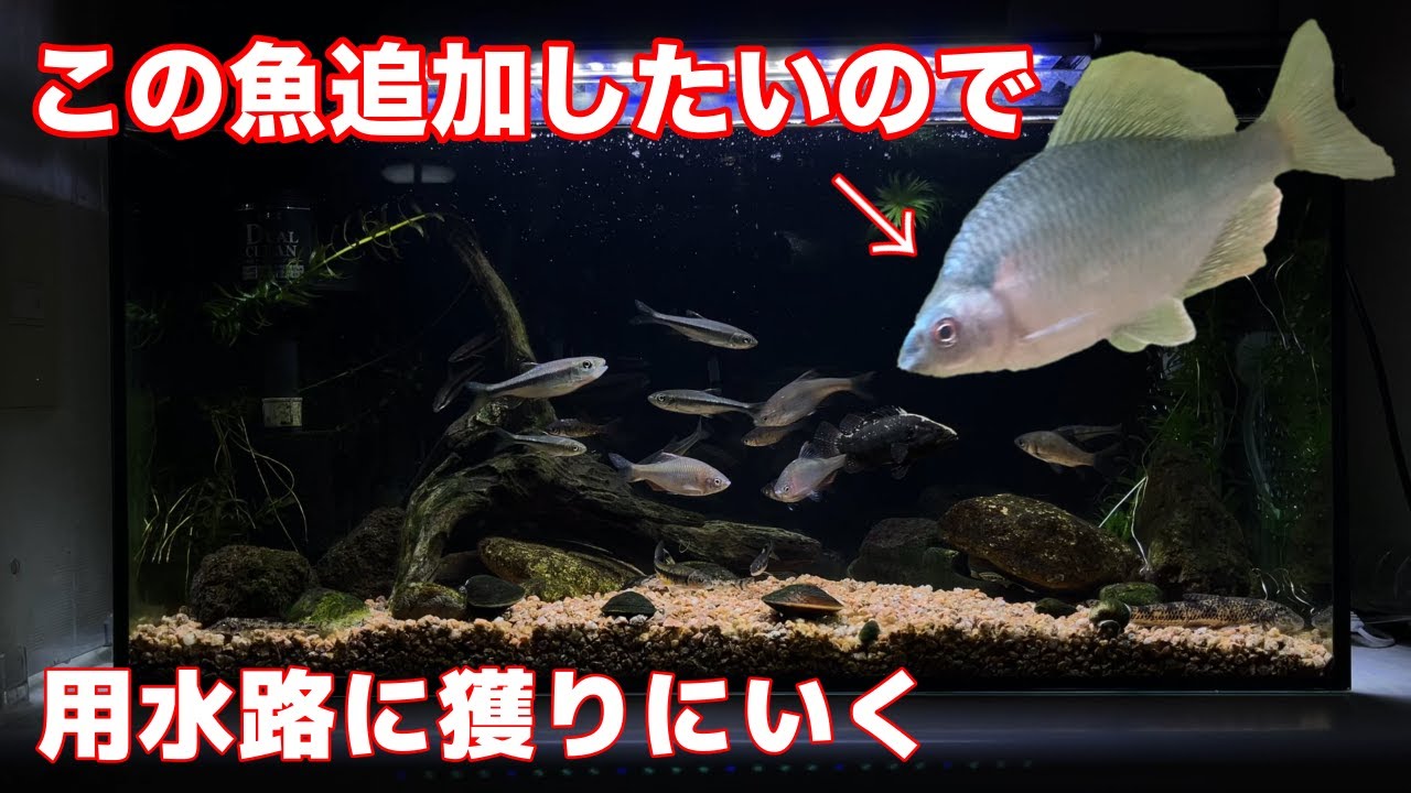 【アクアリウム】水槽に入れたい魚を漁具で獲りたいので関係各所に電話した/ガサガサ・水槽で観察までの一部始終/17種類の魚獲れた