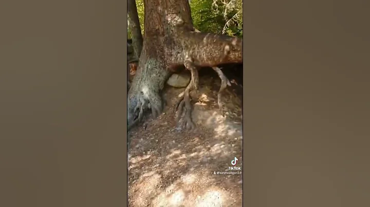 Walking tree caught moving😳 #shorts