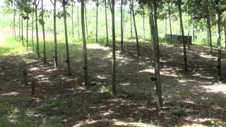 7Seeds Rubber Project 2011 Part 7