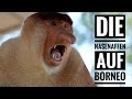 Das Proboscis Monkey Labuk Bay Sanctuary & die Nasenaffen auf der Insel Borneo (Malaysia)