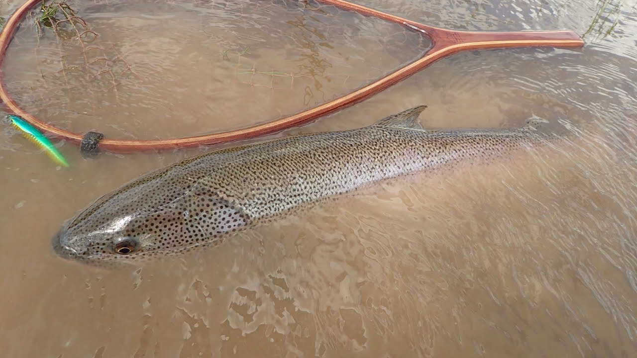 吉川康之氏フィールドレポート