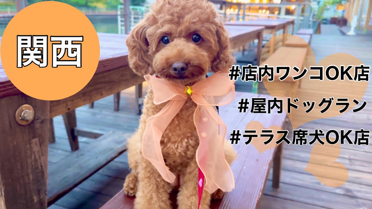 京都焼肉屋｜大阪居酒屋｜屋内ドッグラン｜タグボート