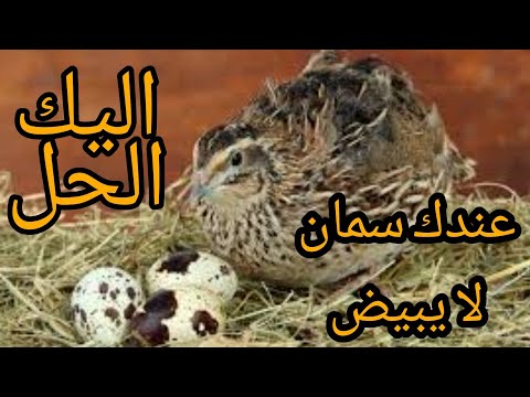 عندك سمان لا يبيض اليك الحل