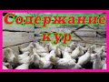 ХАЙСЕКС УАЙТ//содержание,кормление//переезд в деревню