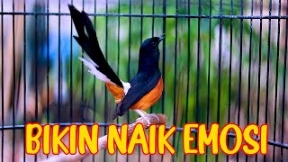 MURAI BATU PENUH EMOSI BONGKAR ISIAN, PANCINGAN NAIKAN EMOSI MURAI BATU
