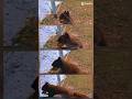 Slow motion squirrel screenshots