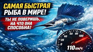Морская ракета: самая быстрая рыба океана!