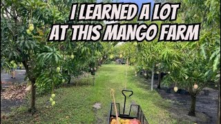 See Topped Worked and Pruned Mango Trees