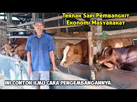 Video: Mengapa kita membutuhkan sapi?