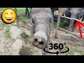 Elephant Sanctuary in Thailand!! - 360 Degree Video!