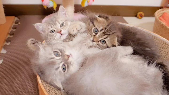 Video 11882271: cat kitten bathing, first bath, kitten sleeping, cute kitten