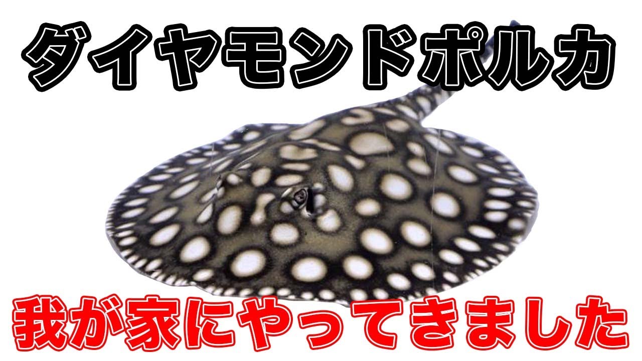 ついにダイヤモンドポルカを購入しました！ - YouTube