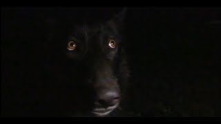 Wolf Steals Lantern During Night Time Video Shoot