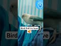 Bluvi fall in love🥰#birds #parrot #funnyvideo #lovebirds #cute