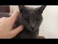 Russian Blue vs Burmese cat: who is the smartest?