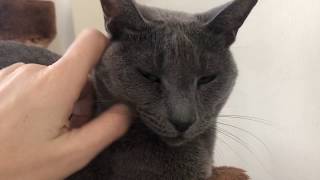 Russian Blue vs Burmese cat: who is the smartest