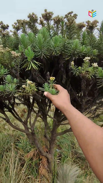 Didn't you tell me this was an edelweiss flower plant?