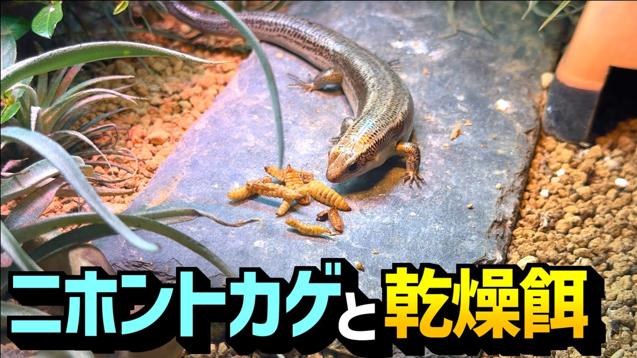 むちむちニホントカゲに乾燥餌を与える！11月編【バグプレミアム・アメリカミズアブ・給餌・爬虫類・飼育】