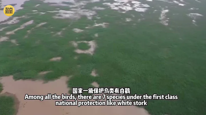 The largest newborn wetland in China, Shandong Yellow River Delta National Nature Reserve - DayDayNews
