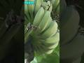 "Going Green: The Surprising Health Benefits of Eating Unripe Bananas"GreenBananaHealth#UnripeBanana