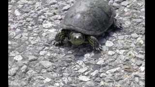 Broasca Testoasa De Apa, Emys Orbicularis,Pond Turtle