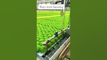 Smart agriculture farming amazing hydroponic vegetables