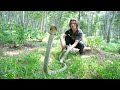 Deadly KING COBRA &amp; Snakes of Indonesia!